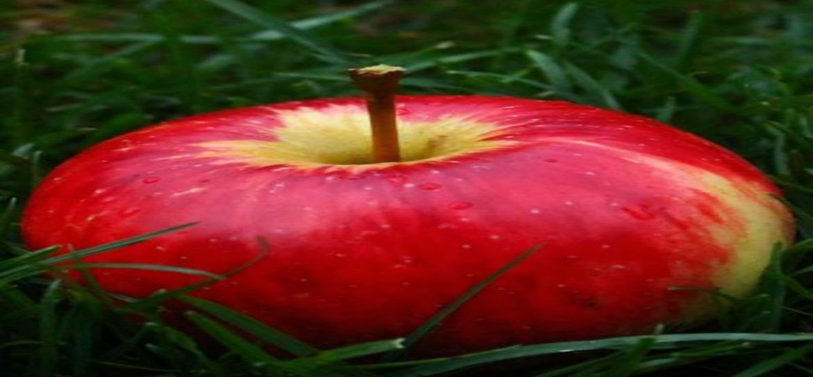 ФАС не будет возбуждать дело в отношении Apple