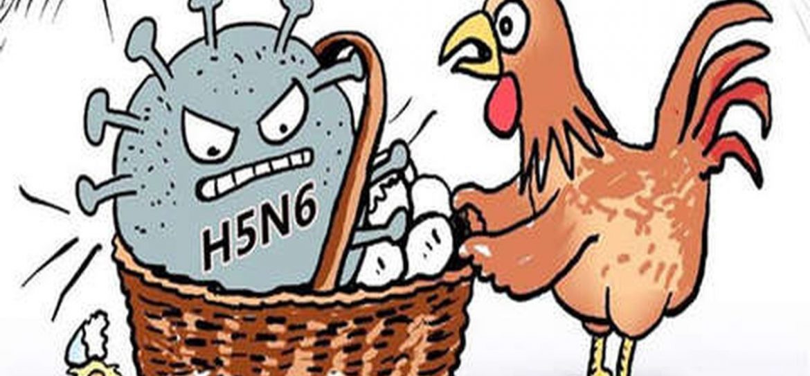 Жителей Южной Кореи предупредили о вспышке птичьего гриппа H5N6