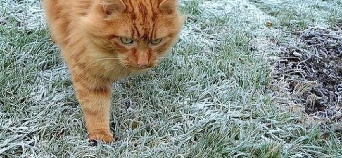 В столице в ночь на 30 сентября были заморозки до -1°C