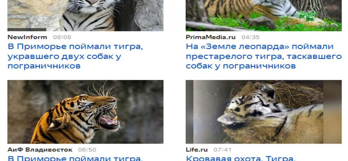 В Приморье задержали тигра-вора