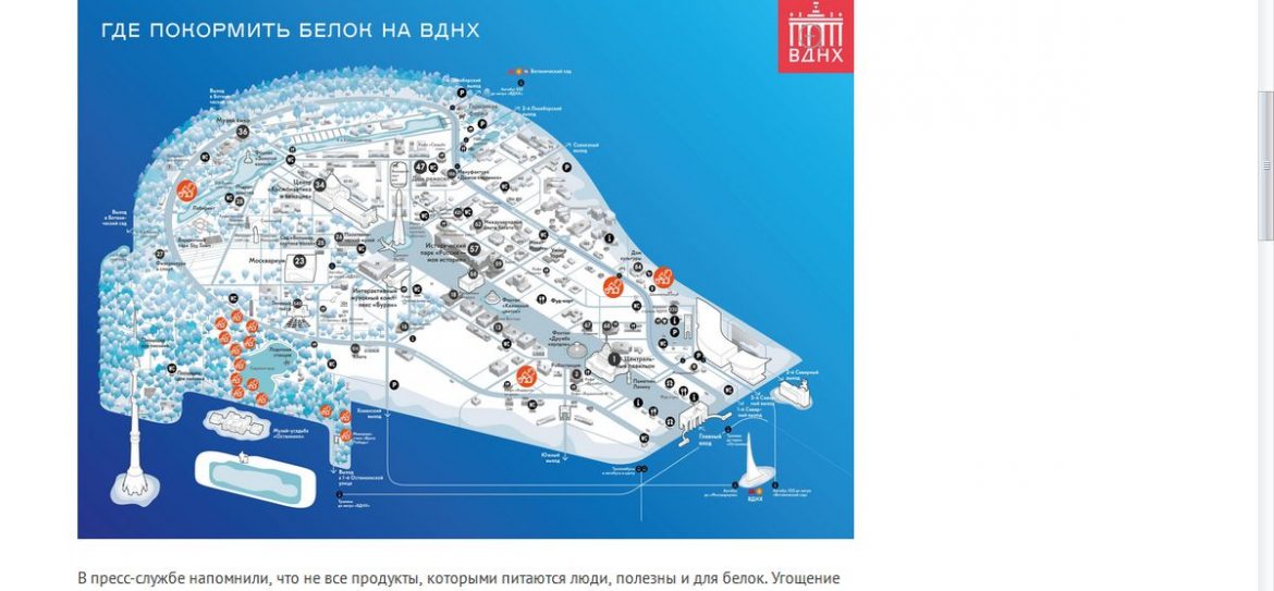 Для москвичей провели мастер-класс, как правильно кормить белок